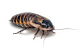 Byrsotria cabrerai